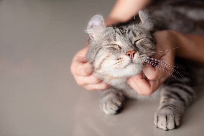 ペットロスの悲しみは猫にも？意外と知らない「同居の動物が亡くなったときの猫の反応」【獣医師執筆】