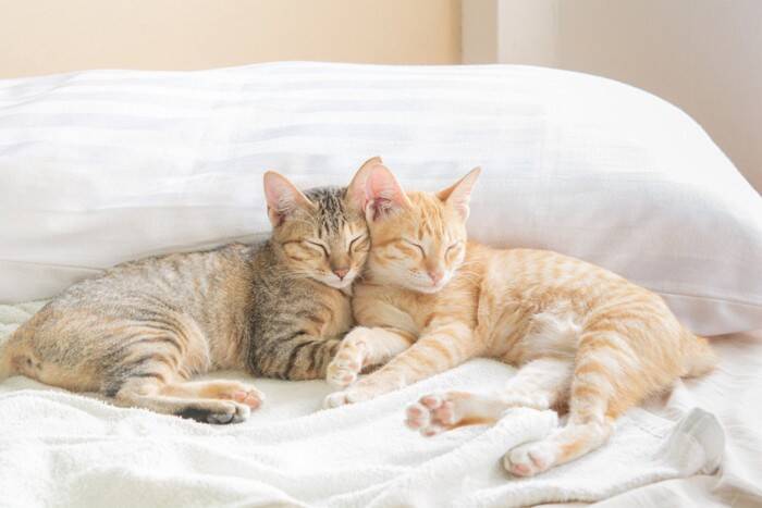 ペットロスの悲しみは猫にも？意外と知らない「同居の動物が亡くなったときの猫の反応」【獣医師執筆】