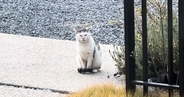 外で頑張り続けた『傷だらけのボス猫』が保護されて…涙あふれる『物語の結末』に感動の声「胸がいっぱいに」「泣いてしまった」と20万再生