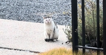 外で頑張り続けた『傷だらけのボス猫』が保護されて…涙あふれる『物語の結末』に感動の声「胸がいっぱいに」「泣いてしまった」と20万再生