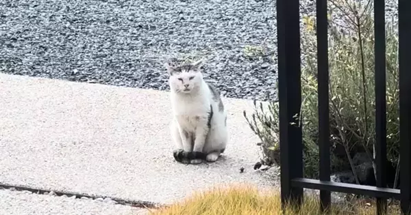 外で頑張り続けた『傷だらけのボス猫』が保護されて…涙あふれる『物語の結末』に感動の声「胸がいっぱいに」「泣いてしまった」と20万再生