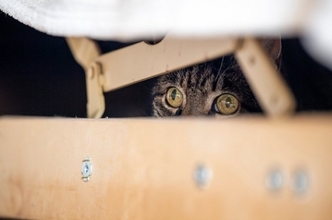 猫が引き起こした『嘘みたいなトラブル』4選　実際の事件から学べる対策方法も