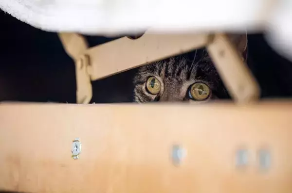 猫が引き起こした『嘘みたいなトラブル』4選　実際の事件から学べる対策方法も