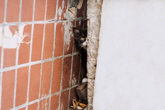 猫が引き起こした『嘘みたいなトラブル』4選　実際の事件から学べる対策方法も