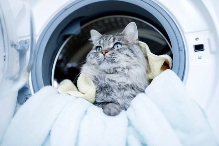 猫が引き起こした『嘘みたいなトラブル』4選　実際の事件から学べる対策方法も