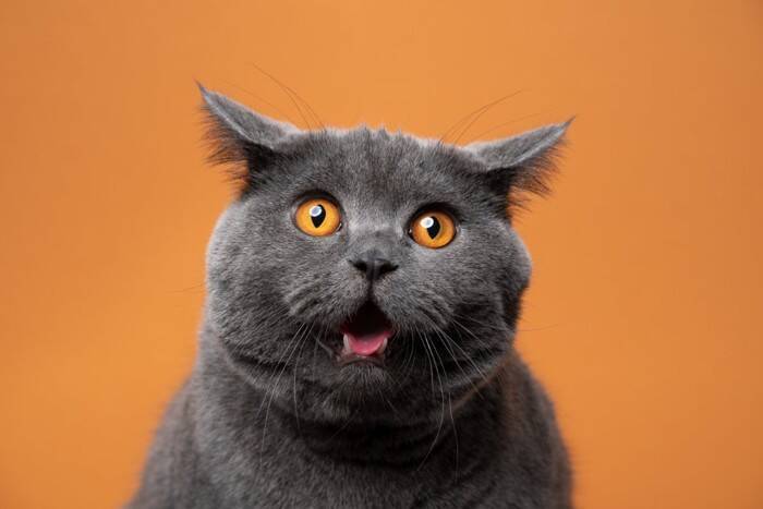 猫が引き起こした『嘘みたいなトラブル』4選　実際の事件から学べる対策方法も