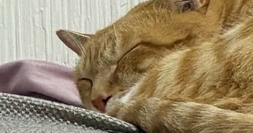 『本当にビックリした』→眠っている猫のそばにあった『まさかのモノ』とは…「私なら心臓止まってた」「確かに見えるｗ」驚きの光景が話題に