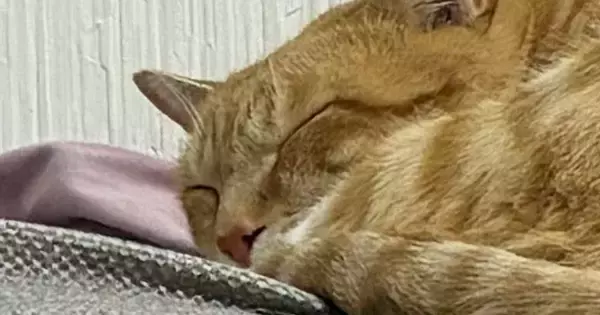 『本当にビックリした』→眠っている猫のそばにあった『まさかのモノ』とは…「私なら心臓止まってた」「確かに見えるｗ」驚きの光景が話題に