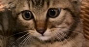 ケージの中にいる保護子猫→近づいてみると、『耳』が…思わず笑ってしまう瞬間が23万再生「ごめん可愛すぎる」「ヨーダみたいｗ」