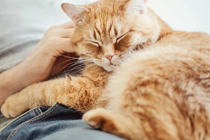 猫が落ち着ける『正しい抱っこ』のポイント5つ　嫌がってしまう理由や避けるべき抱き方まで
