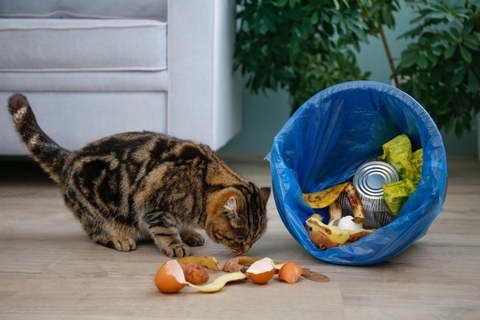 猫の命を脅かす『口にさせてはいけない危険物』5選　身近に潜むリスクや誤飲を防ぐための対策方法