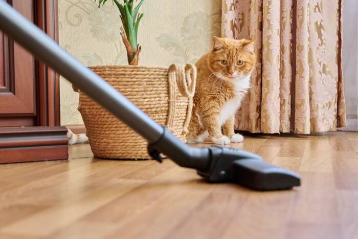 猫の命を脅かす『口にさせてはいけない危険物』5選　身近に潜むリスクや誤飲を防ぐための対策方法