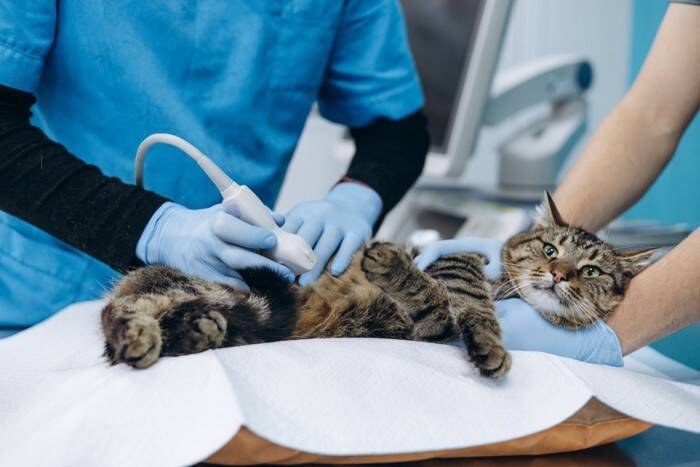 猫の命を脅かす『口にさせてはいけない危険物』5選　身近に潜むリスクや誤飲を防ぐための対策方法
