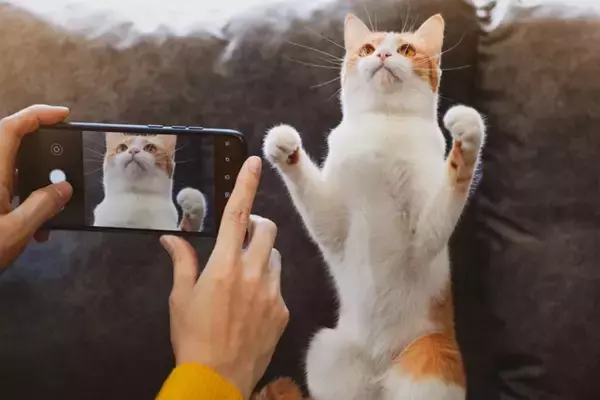猫を好きな人なら共感できる『あるある』5つ　あなたも無意識にやっているかも？