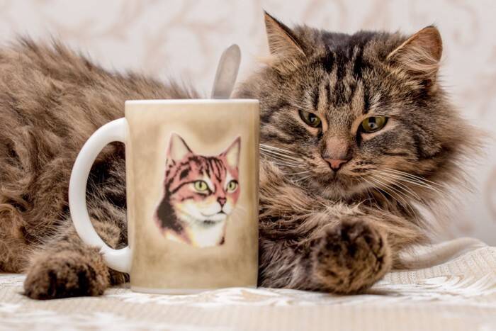 猫を好きな人なら共感できる『あるある』5つ　あなたも無意識にやっているかも？