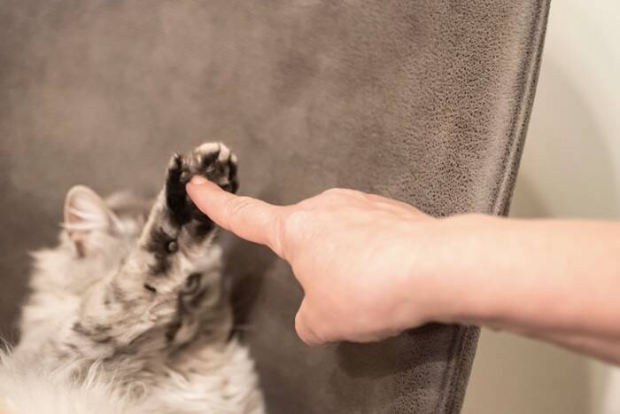 猫を好きな人なら共感できる『あるある』5つ　あなたも無意識にやっているかも？