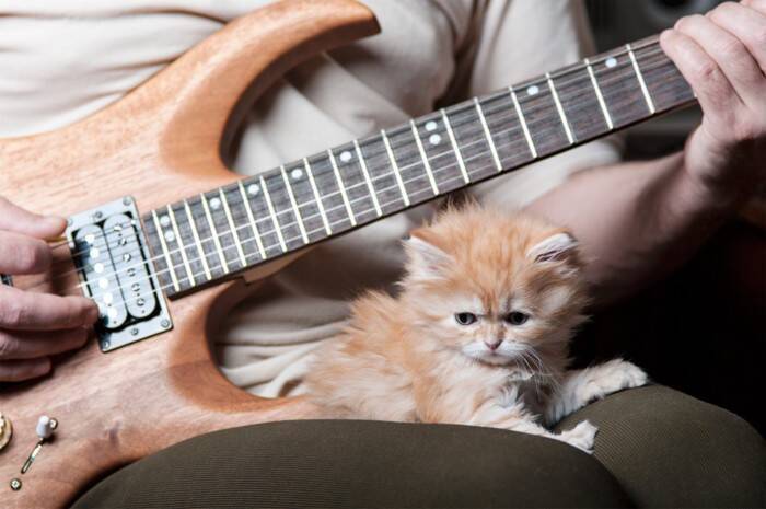 猫を好きな人なら共感できる『あるある』5つ　あなたも無意識にやっているかも？