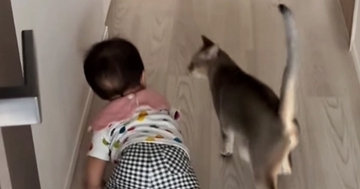 廊下をハイハイで進む赤ちゃん→近くにいた猫がとった『まさかの行動』に「大好きがあふれてるｗ」「守ってるように見える」と48万再生
