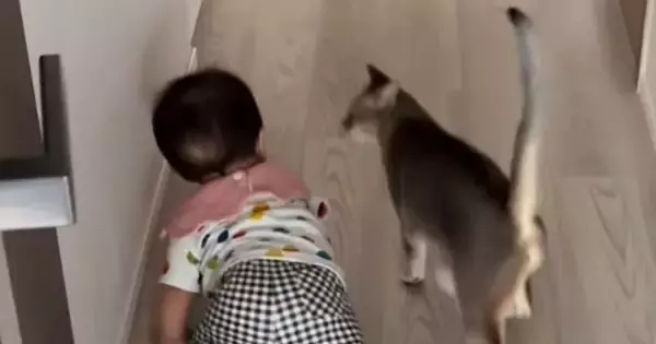 廊下をハイハイで進む赤ちゃん→近くにいた猫がとった『まさかの行動』に「大好きがあふれてるｗ」「守ってるように見える」と48万再生