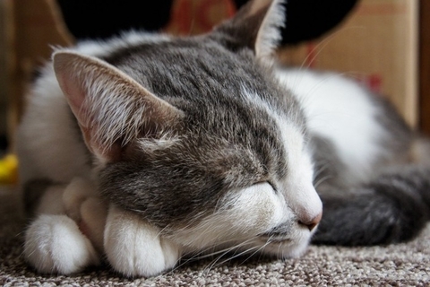 猫が『疲労感』を抱えているサイン5つ　考えられる原因や回復のためにできることまで