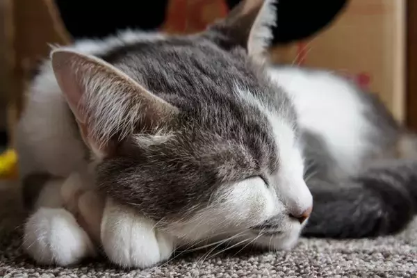 猫が『疲労感』を抱えているサイン5つ　考えられる原因や回復のためにできることまで