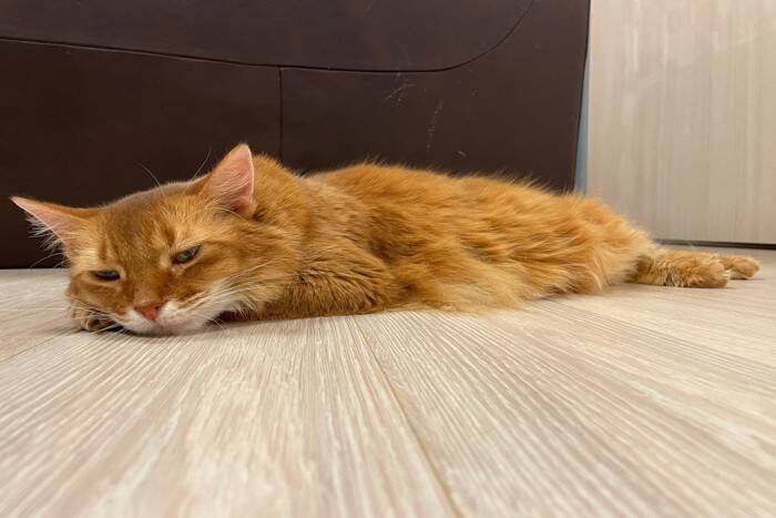 猫が『疲労感』を抱えているサイン5つ　考えられる原因や回復のためにできることまで