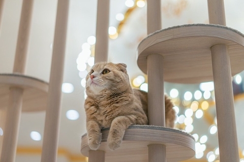 猫を迎える前に知りたい『運命の猫』と出会う方法4選　自分と猫の相性を判断する方法はある？