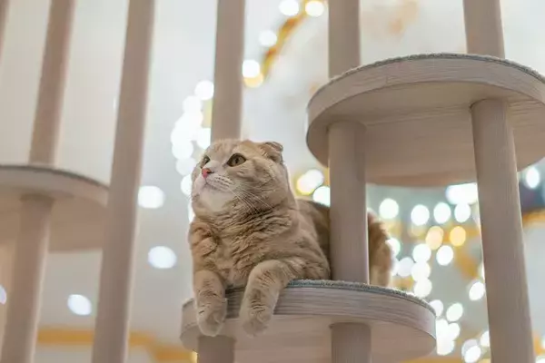 猫を迎える前に知りたい『運命の猫』と出会う方法4選　自分と猫の相性を判断する方法はある？