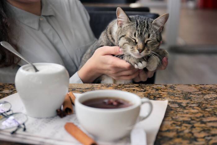 猫を迎える前に知りたい『運命の猫』と出会う方法4選　自分と猫の相性を判断する方法はある？