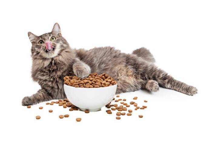 愛猫の見逃し厳禁な『食べ過ぎサイン』3つ　放置していると起きる健康トラブルも