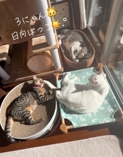 『ご飯5分前』になると、自動給餌器の前で猫たちが…あまりにも可愛い『まさかの光景』が54万再生「愛おしい～」「行儀良いし賢い」