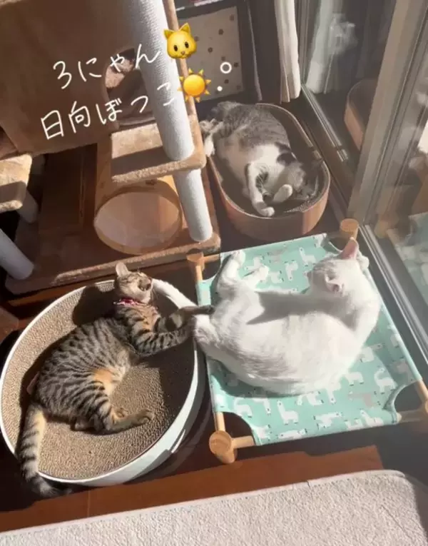 『ご飯5分前』になると、自動給餌器の前で猫たちが…あまりにも可愛い『まさかの光景』が54万再生「愛おしい～」「行儀良いし賢い」