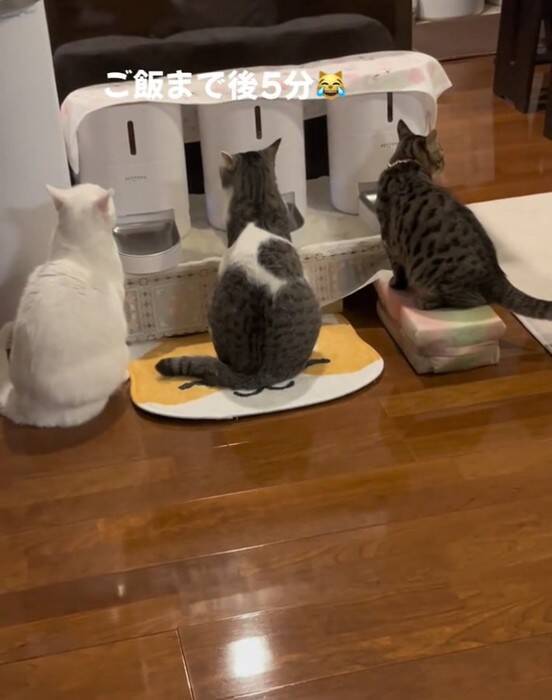『ご飯5分前』になると、自動給餌器の前で猫たちが…あまりにも可愛い『まさかの光景』が54万再生「愛おしい～」「行儀良いし賢い」