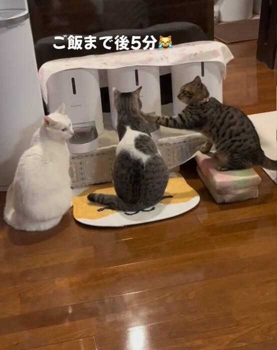 『ご飯5分前』になると、自動給餌器の前で猫たちが…あまりにも可愛い『まさかの光景』が54万再生「愛おしい～」「行儀良いし賢い」