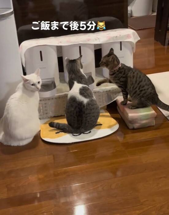『ご飯5分前』になると、自動給餌器の前で猫たちが…あまりにも可愛い『まさかの光景』が54万再生「愛おしい～」「行儀良いし賢い」