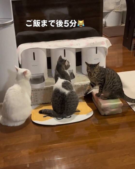 『ご飯5分前』になると、自動給餌器の前で猫たちが…あまりにも可愛い『まさかの光景』が54万再生「愛おしい～」「行儀良いし賢い」