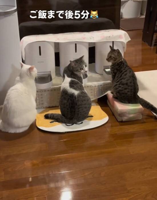 『ご飯5分前』になると、自動給餌器の前で猫たちが…あまりにも可愛い『まさかの光景』が54万再生「愛おしい～」「行儀良いし賢い」