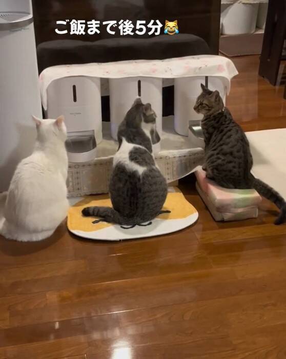 『ご飯5分前』になると、自動給餌器の前で猫たちが…あまりにも可愛い『まさかの光景』が54万再生「愛おしい～」「行儀良いし賢い」