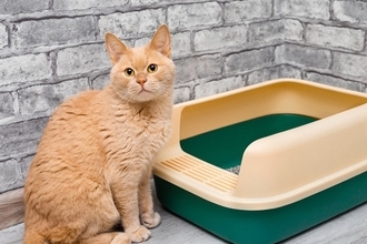 猫にとって大切な『トイレのルール』4選　意外なこだわりや飼い主が配慮してあげたいこと