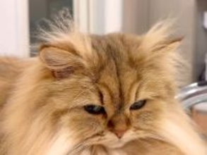 モフモフな長毛猫→『頭の毛』に注目してみると…冬から夏にかけての『ビフォーアフター』に反響「ほんとだ」「チャームポイントだね」