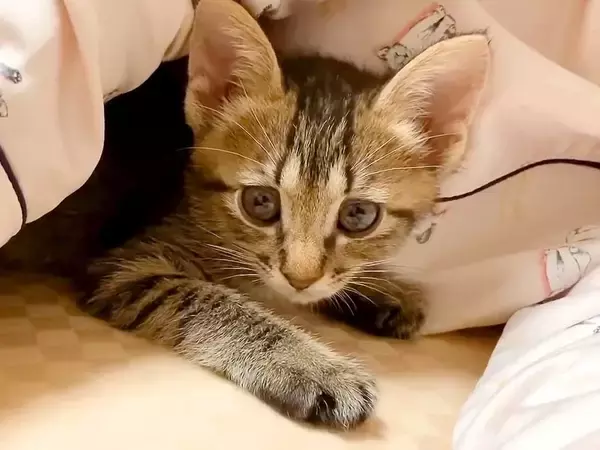 布団にもぐりこんできた子猫→初めて添い寝した結果…『愛おしくてたまらない光景』が96万再生「最高の至福の時間」「羨ましさ100倍」