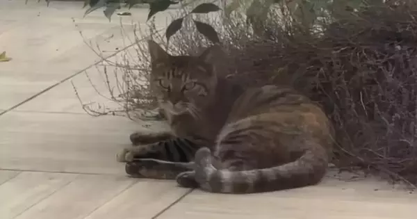 毎日中庭に来るようになった『野良子猫』を家族に迎えた結果…３年間の軌跡に「涙が止まらない」「顔つきが優しくなった」と感動の声続出