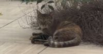 毎日中庭に来るようになった『野良子猫』を家族に迎えた結果…３年間の軌跡に「涙が止まらない」「顔つきが優しくなった」と感動の声続出