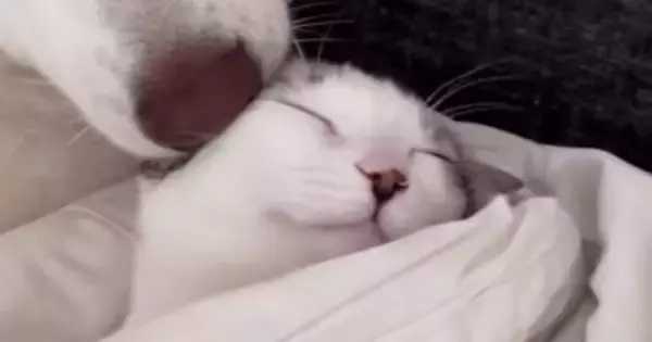 保護子猫に『心優しい大型犬』が寄り添って…まるで本当の親子のような光景が"尊すぎる"と157万再生「胸が苦しくなった」「愛が溢れてる」