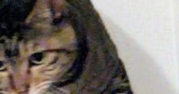 カーテンレールの上にいた猫の『口元』を見たら……「決定的瞬間ｗｗ」まさかの光景に５万いいね「嫌がらせすぎるｗ」「わるｗ」と爆笑の声