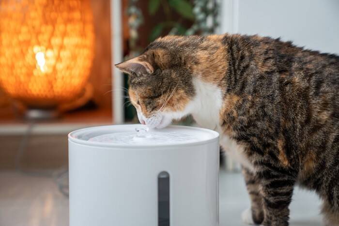 猫が『食べすぎた』ときに表れるサイン5選　放置すると危険？適切な対処法も解説