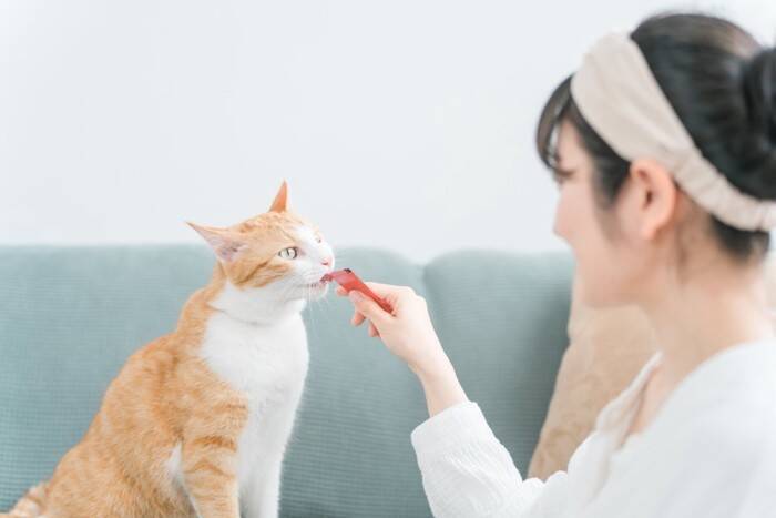 猫が『食べすぎた』ときに表れるサイン5選　放置すると危険？適切な対処法も解説