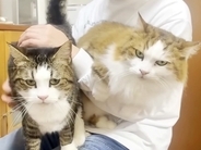 パパの膝に登って甘える猫→同居猫もやってくると…幸せいっぱいな『微笑ましい光景』に「親子揃って超甘えん坊ｗ」「お父さんモテ期やね」の声