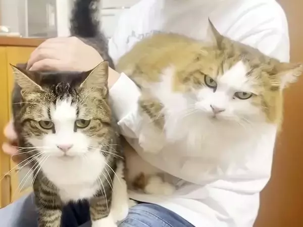パパの膝に登って甘える猫→同居猫もやってくると…幸せいっぱいな『微笑ましい光景』に「親子揃って超甘えん坊ｗ」「お父さんモテ期やね」の声