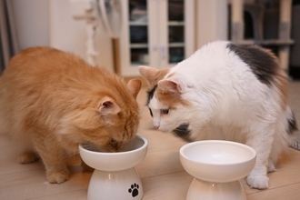 猫同士の間で『モテモテな猫』に当てはまる特徴3つ　好かれる理由や意外な条件とは？